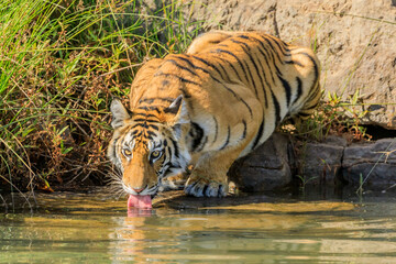 Fototapeta na wymiar thirsty tiger