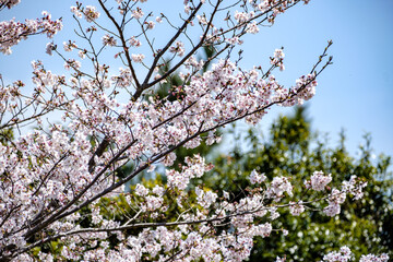 開花した桜