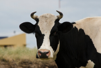 black and white cow portrait from the front with cattle