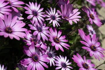 Margherita africana Dimorphotheca rosa e bianca in primavera