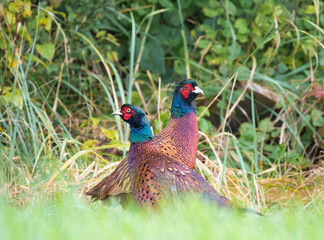 Der Fasan (Phasianus colchicus; Plural Fasane oder Fasanen)