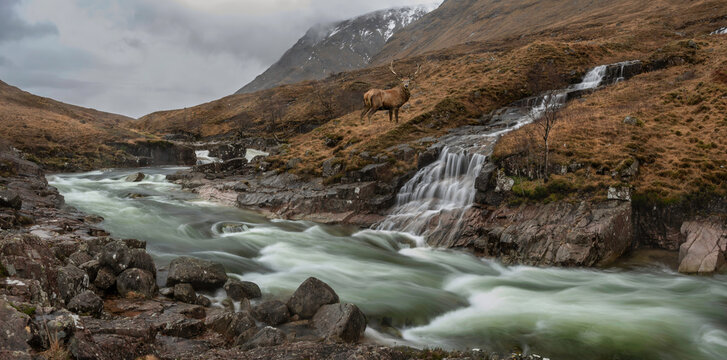 Composite image of red deer stag in Stunning Winter landscape image of River Etive and Skyfall Etive Waterfalls in Scottish Highlands