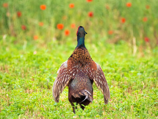 Der Fasan (Phasianus colchicus; Plural Fasane oder Fasanen)