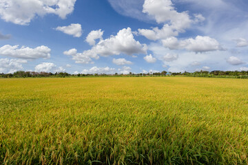 Fototapeta premium Beautiful scenery of rural nature with a green field in the area near Bangkok. With a blue sky as a background, Nonthaburi, Thailand