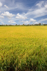 Beautiful scenery of rural nature with a green field in the area near Bangkok. With a blue sky as a background, Nonthaburi, Thailand