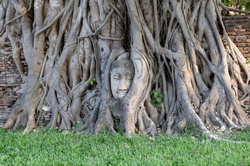Head of Buddha statue in the tree roots at Wat Mahathat in Ayutthaya Province, Thailand.