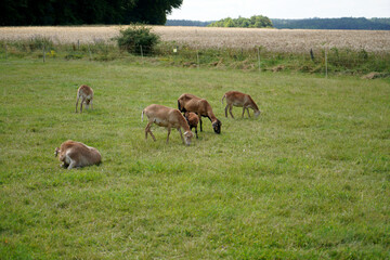 herd of sheep on pasture