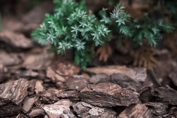 Background natural texture of nature leaves and tree bark close-up. Trendy macro nature and copy space. Selective focus.