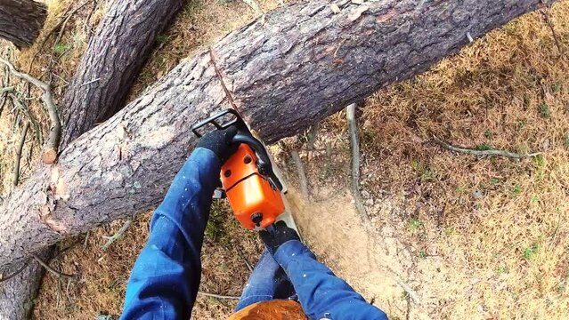 Lumberjack logger worker in protective gear cutting firewood timber tree in forest with chainsaw