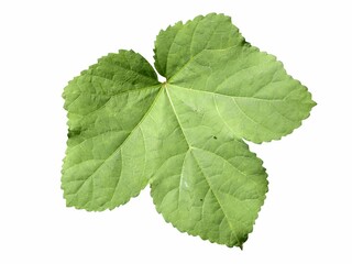 okra leaf on white background