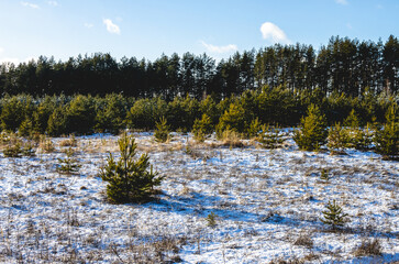 Self-sowing young pines grow in the forest in winter