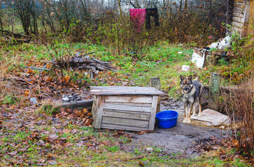 A sad and lonely dog on a chain sits near the dog house. Animal cruelty concept