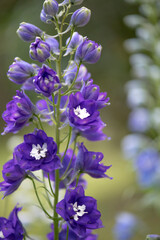 Fototapeta na wymiar Macro of blue delphinium flower blossom in the garden