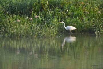 Great egret hunting fish at dawn on the river bank. Survival in the wild. Clever and agile hunter.