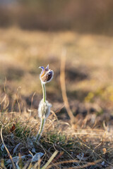 Pasque flowers on spring field. Photo Pulsatilla grandis with nice bokeh.
