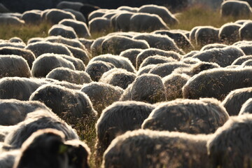 A herd of sheep grazing in pastures in Romania. Mountainous pastures with green grass. Driving the herd into the valley to milk and shear wool.