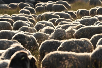 Obraz premium A herd of sheep grazing in pastures in Romania. Mountainous pastures with green grass. Driving the herd into the valley to milk and shear wool.