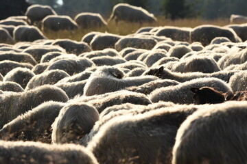 A herd of sheep grazing in pastures in Romania. Mountainous pastures with green grass. Driving the herd into the valley to milk and shear wool.