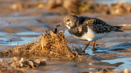 Ruddy turnstone (Arenaria interpres) feeding on the beach, North Norfolk coast, UK. Cute migratory wading bird.