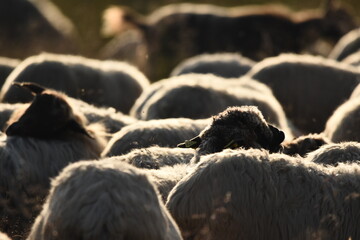 A herd of sheep grazing in pastures in Romania. Mountainous pastures with green grass. Driving the herd into the valley to milk and shear wool.