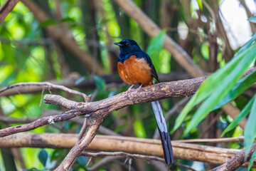 Male of White-rumped shama Beautiful red and black bird perching on the branch showing to sing.