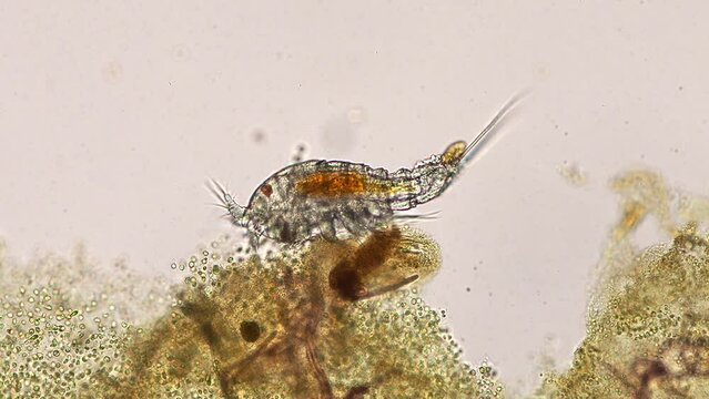 copepod eating in aquarium saltwater under the microscope (maxillopoda crustaceans that are part of the plankton)