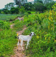 Fototapeta premium cabra
