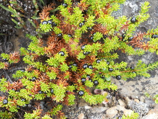 green moss on the stone