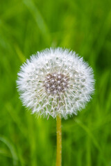 A dandelion on a blurry grass background.