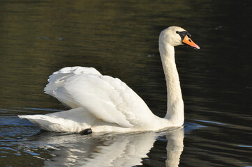 Mute swan swimming on the lake, river. A snow-white bird with a long neck, forming a loving couple and caring family.