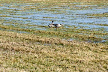 Kanadagänse, Branta canadensis, auf den überfluteten Wiesen am Rand des Dümmer See im Dümmer Naturpark.