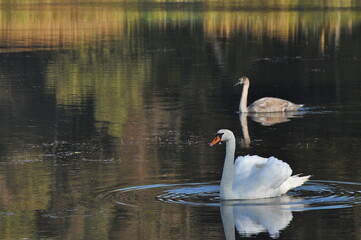 Fototapeta premium Mute swan swimming on the lake, river. A snow-white bird with a long neck, forming a loving couple and caring family.