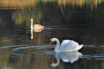Fototapeta premium Mute swan swimming on the lake, river. A snow-white bird with a long neck, forming a loving couple and caring family.