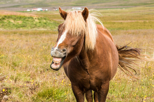 Cavallo Islandese