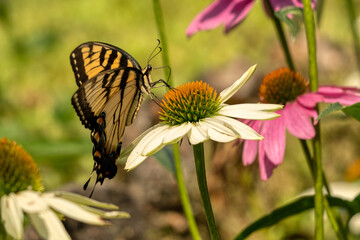 butterfly on flower