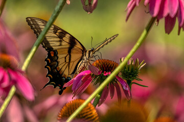 butterfly on flower