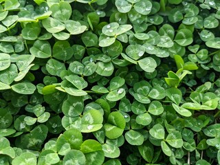 green leaves background