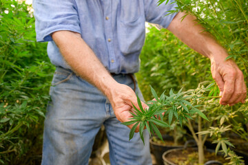 Fototapeta premium Male farmers work in cannabis and hemp farms. Farmer holding cannabis flowers by hand to examine cannabis and hemp flowers Commercially grown for industrial hemp oil production.