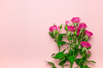 Bush rose on a pink background.