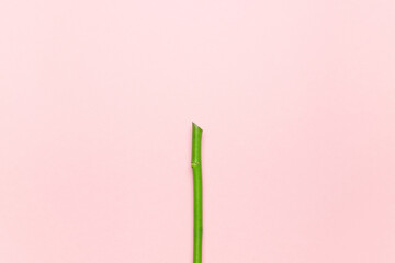 A green rose stem on a pink background.