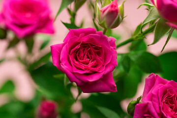 Pink rose close-up on a pink background.