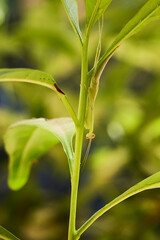 Insect