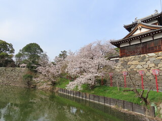 奈良、郡山城跡の桜。