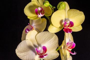 Beautiful yellow orchid flowers