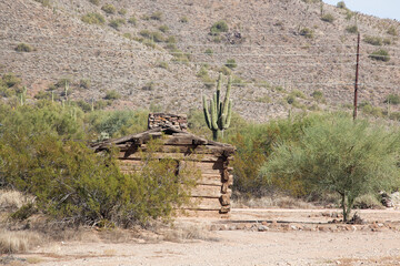 Saguaro Cactus with a desert Building