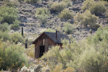 Saguaro Cactus with a desert Building