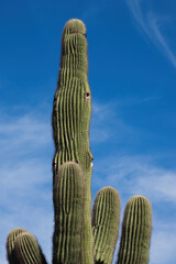 Saguaro Cactus in the desert