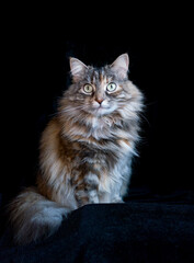 portrait of a clever fluffy Siberian cat on black background 