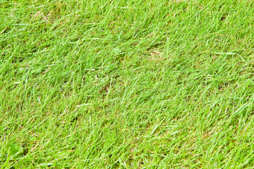 Green irish wild grass field background in summer season (Ireland)