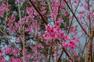 Beautiful cherry blossoms blooming in park, Sakura flower background.